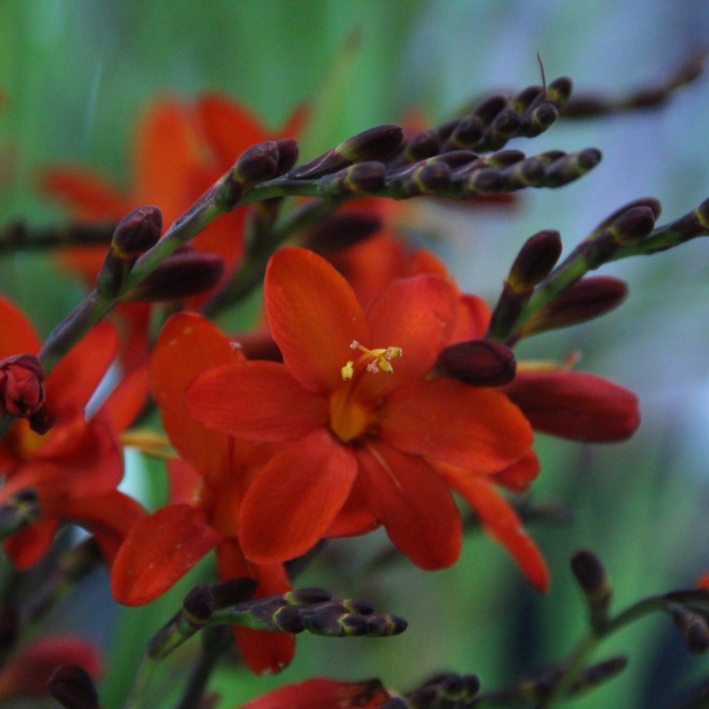 Crocosmia 'Anna Marie'