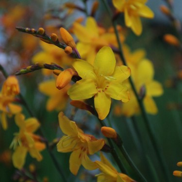 Crocosmia 'Columbus'