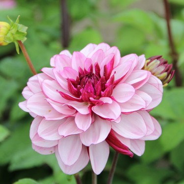 Dahlia 'Crème de Cassis'