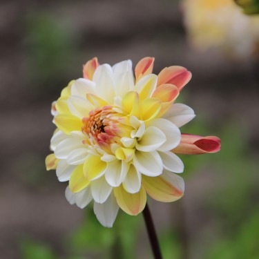 Dahlia 'Double Jill'