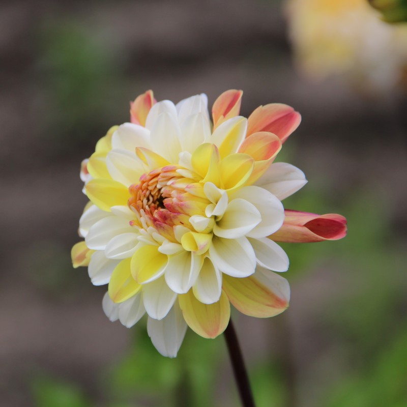 Dahlia 'Double Jill'