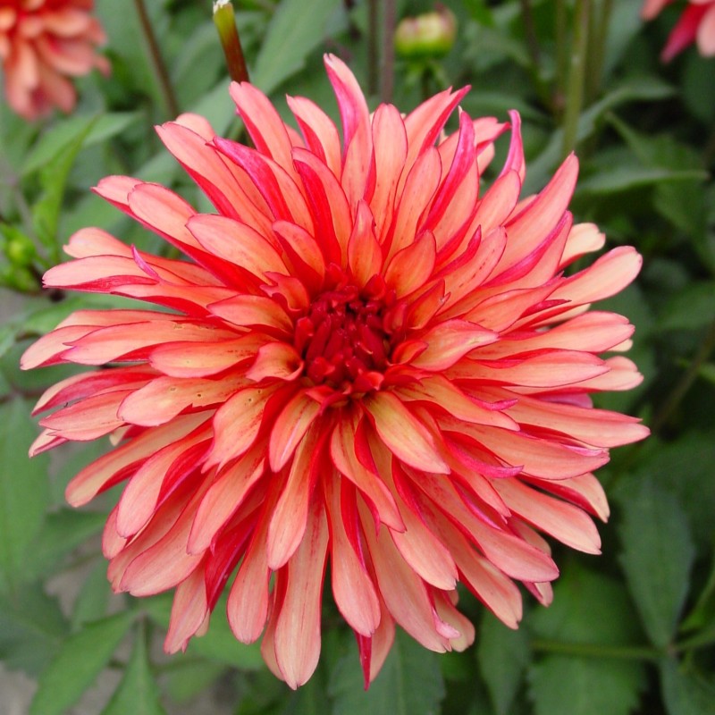 Dahlia 'Gallery Art Deco' ®