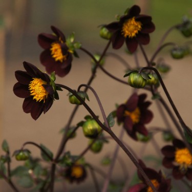 Dahlia 'Mexican Star' -BIO-