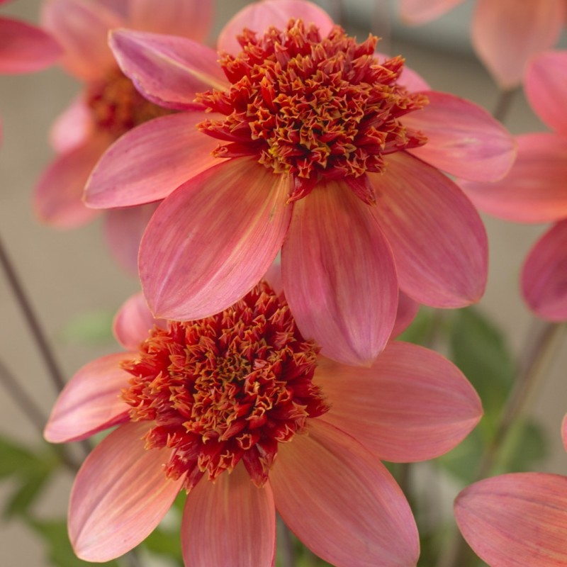 Dahlia Totally Tangerine | Stralende zomerbloem | Nijssentuin