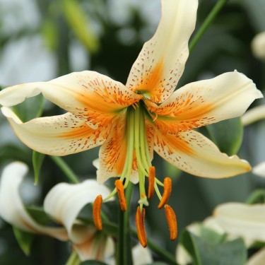 Lilium 'Lady Alice'
