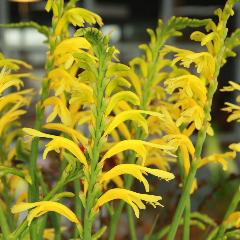 Chasmanthe floribunda var. duckittii