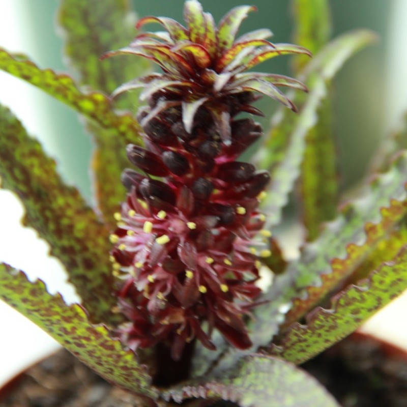 Eucomis vandermerwei 'Octopus'