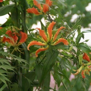Gloriosa superba