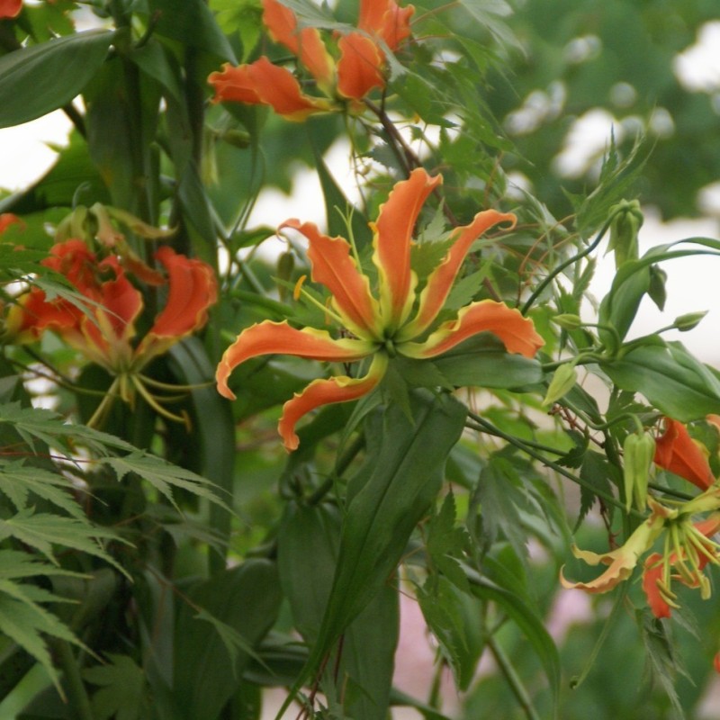 Gloriosa superba
