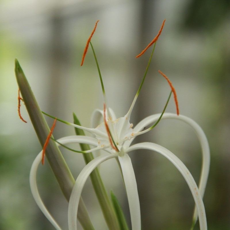 Hymenocallis harrisiana 