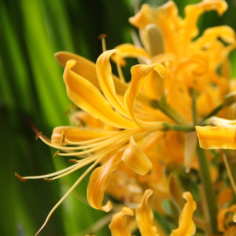 Lycoris aurea
