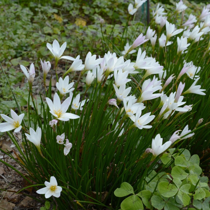 Zephyranthes candida 