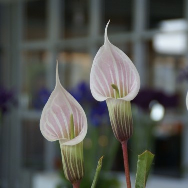 Arisaema candidissimum