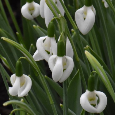 Galanthus 'Moses Basket'