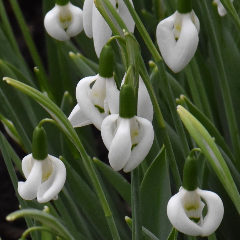 Galanthus 'Moses Basket'