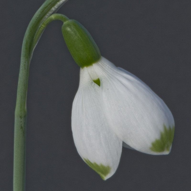 Galanthus 'Sweet Alice'