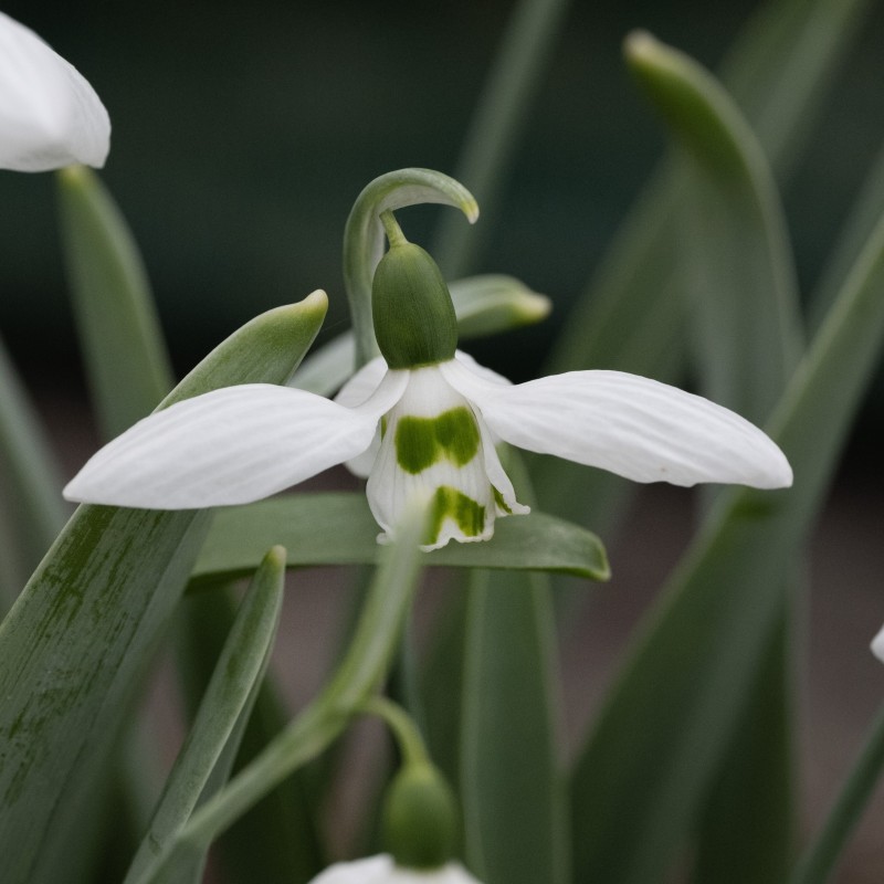 Galanthus 'Hörup'