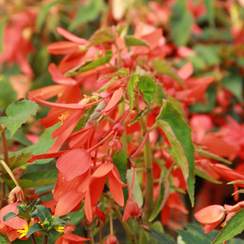 Begonia bertinii