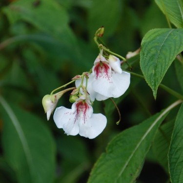 Impatiens tinctoria