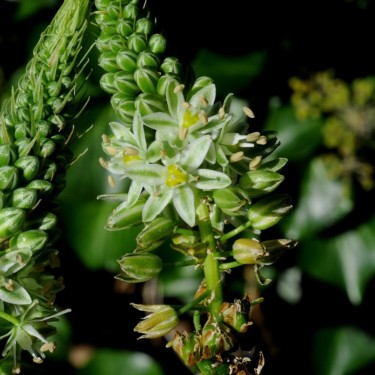 Ornithogalum longibracteatum