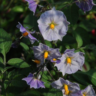 Solanum tuberosum 'Grimpanti'