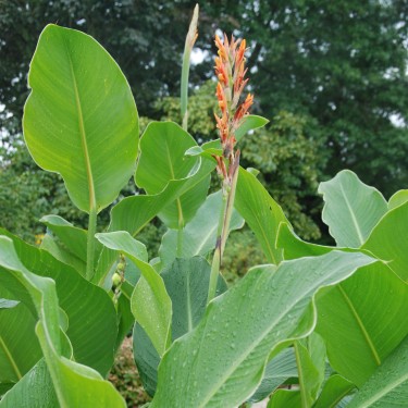Canna tuerckheimii