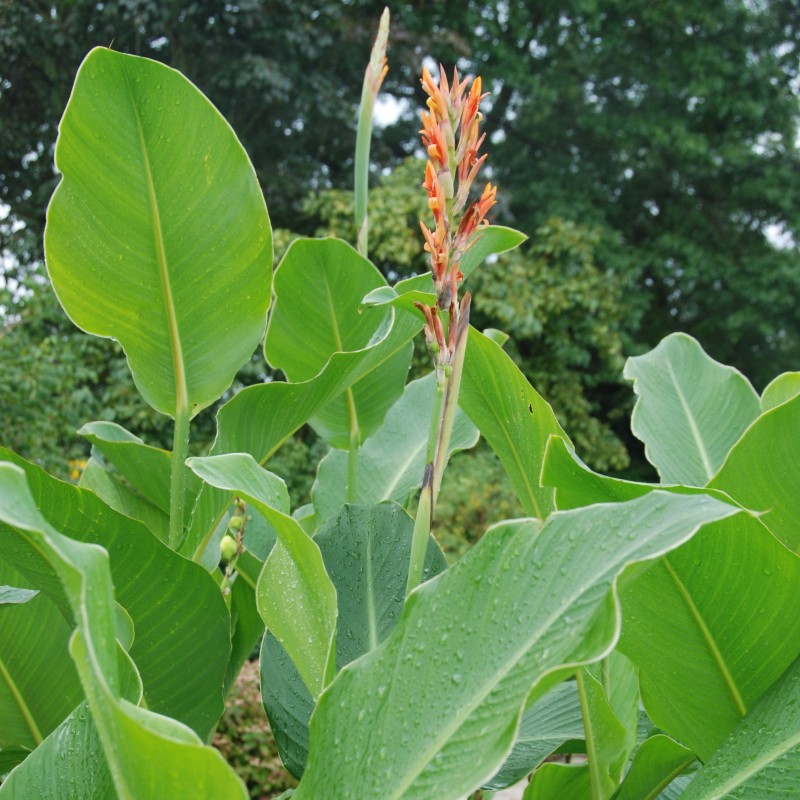 Canna tuerckheimii