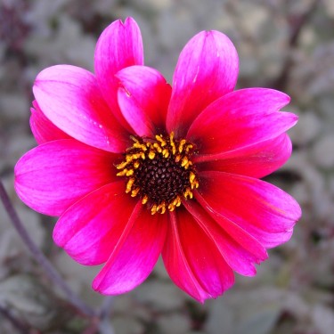 Dahlia 'Bishop of Canterbury'
