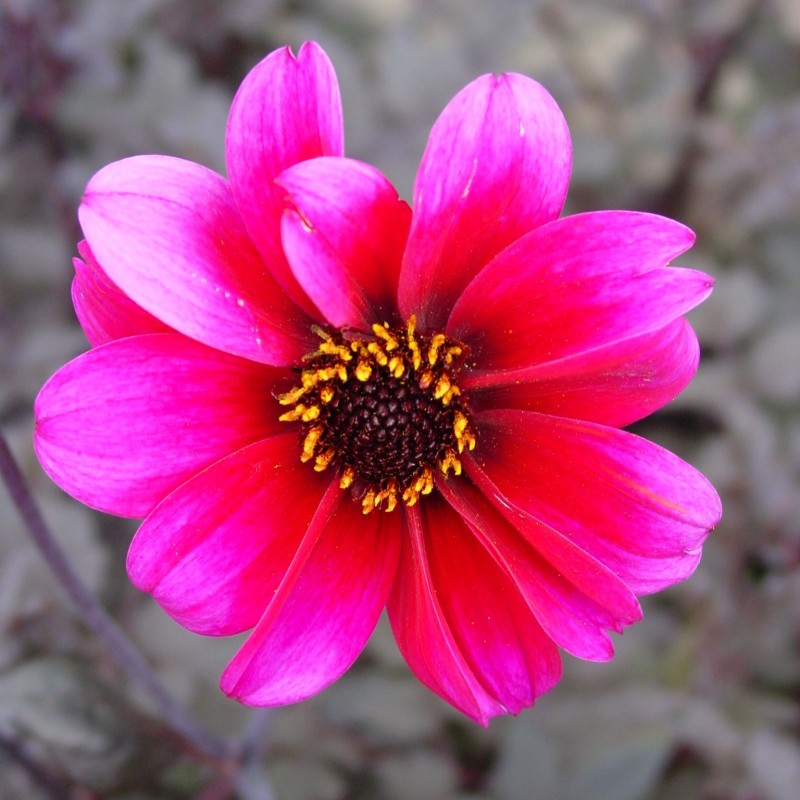 Dahlia 'Bishop of Canterbury'