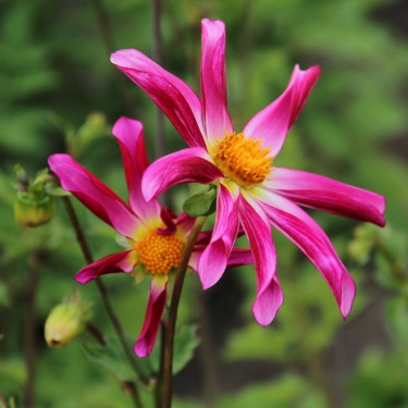 Dahlia 'Honka Roze'