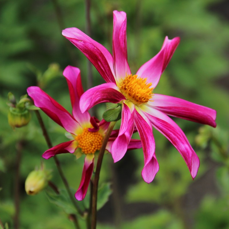 Dahlia 'Honka Roze'