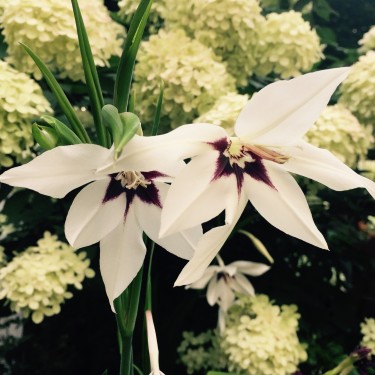 Gladiolus callianthus 'Murielae'