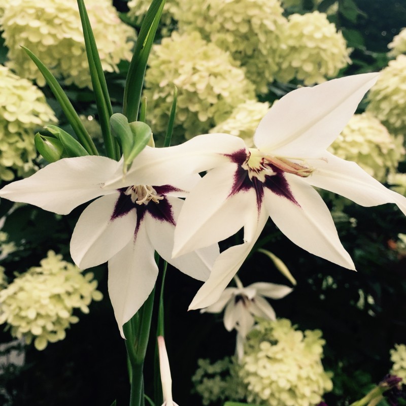 Gladiolus callianthus 'Murielae'