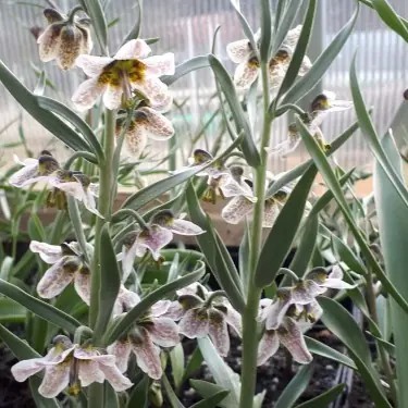 Fritillaria gibbosa