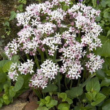 Allium 'Cameleon'