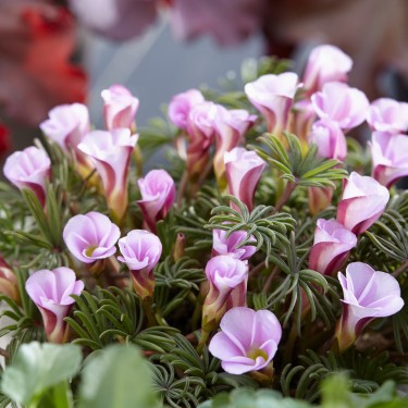 Oxalis versicolor 'Autumn Pink'