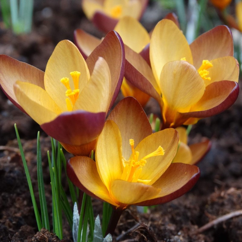 Crocus paulinae 'Paula'