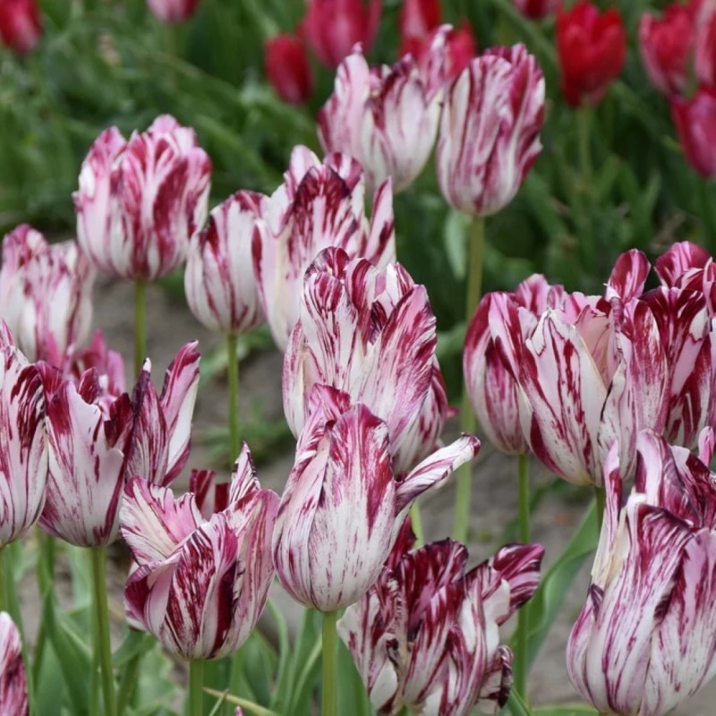 Tulipa 'Louis XIV'