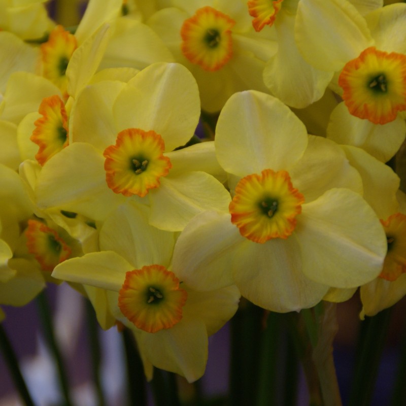 Narcissus 'Lintie'