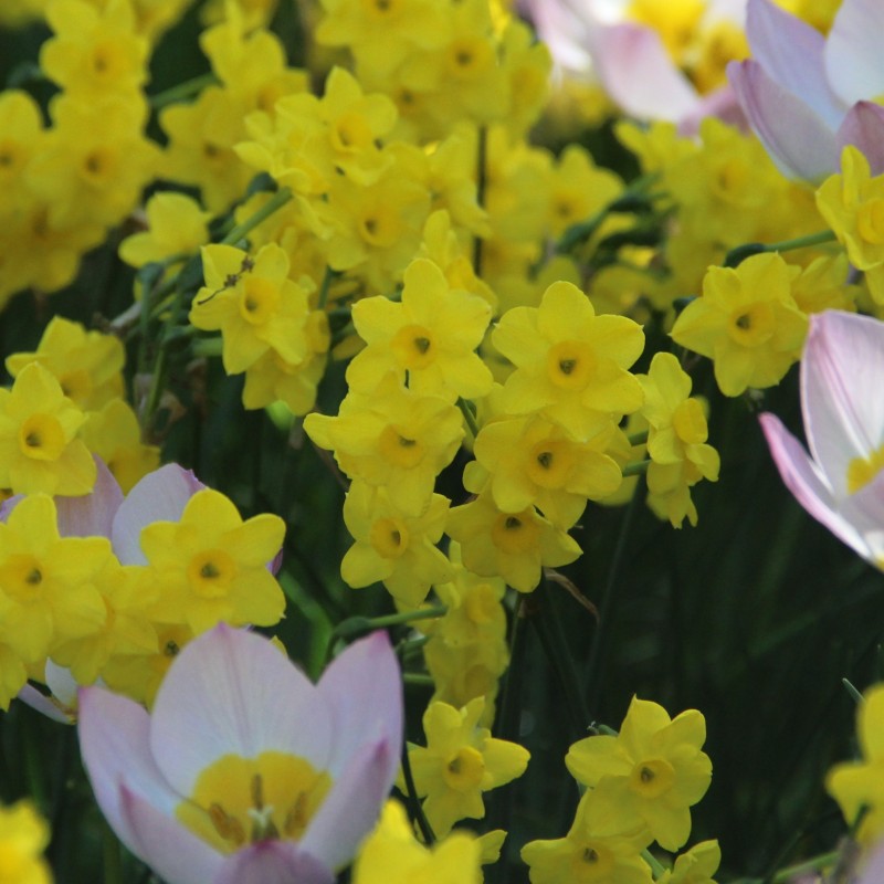 Narcissus 'Pixie's Sister'