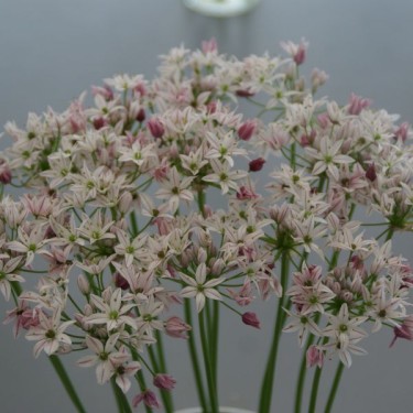 Allium 'Cameleon'