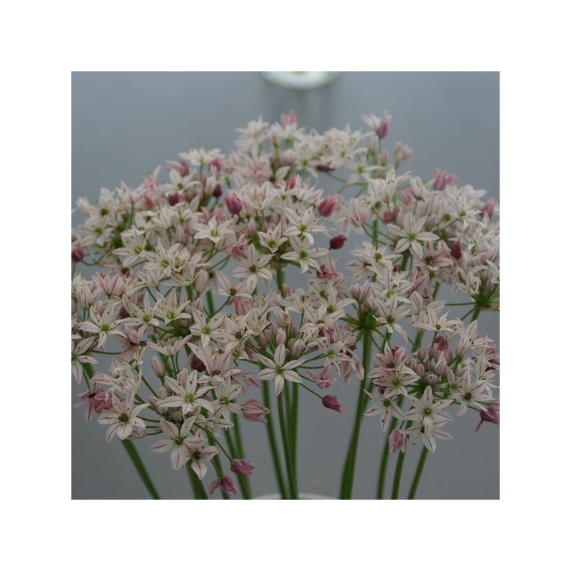 Allium 'Cameleon'