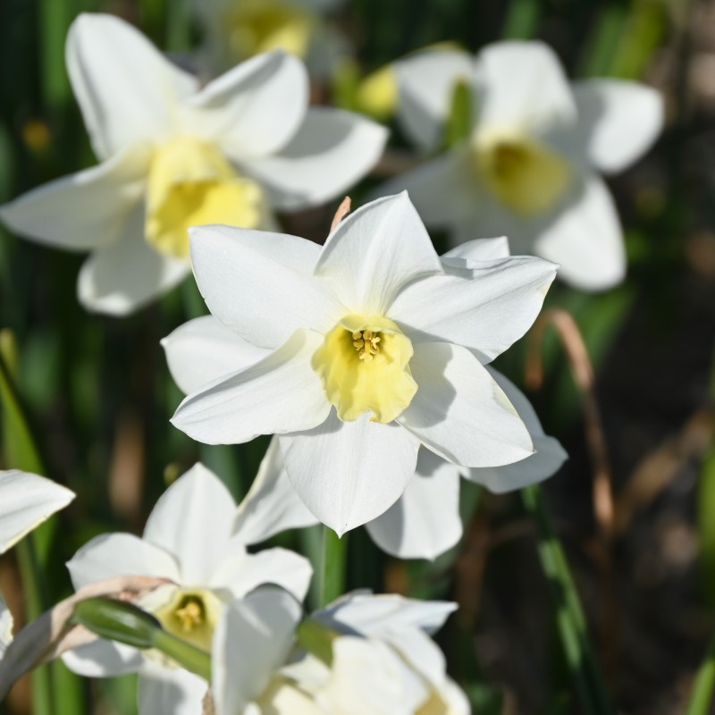 Narcissus 'Snow Bunting'