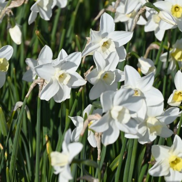 Narcissus 'Snow Bunting'