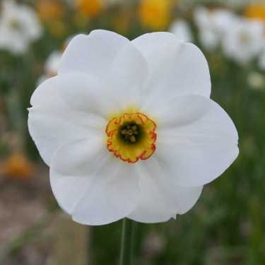 Narcissus 'Blissland'