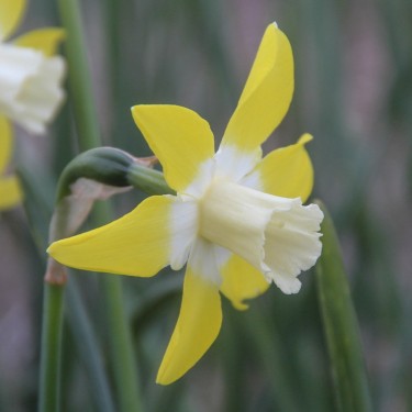 Narcissus 'Canary'