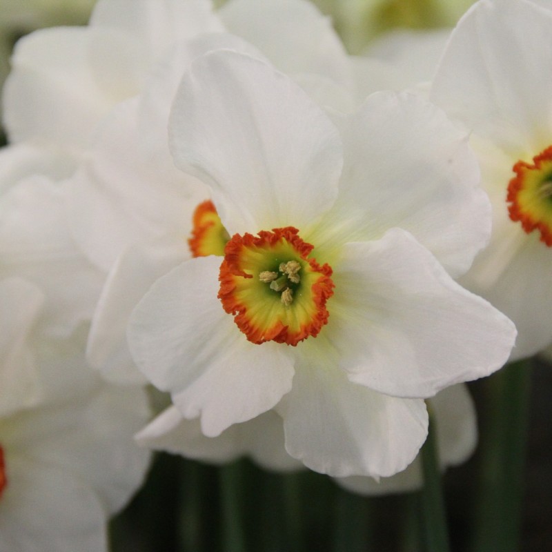 Narcissus 'Mega'