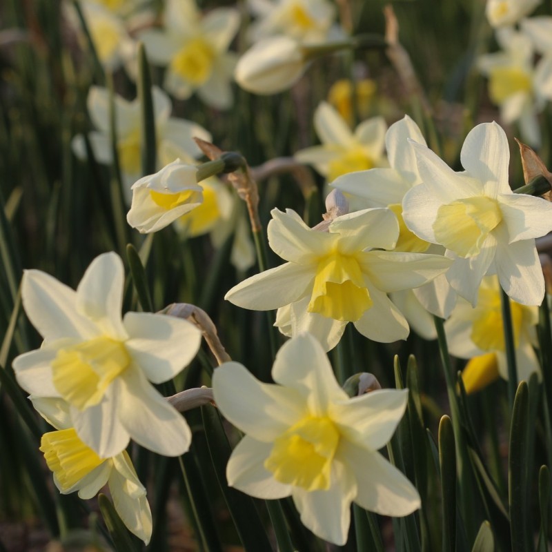 Narcissus 'Snow Bunting'