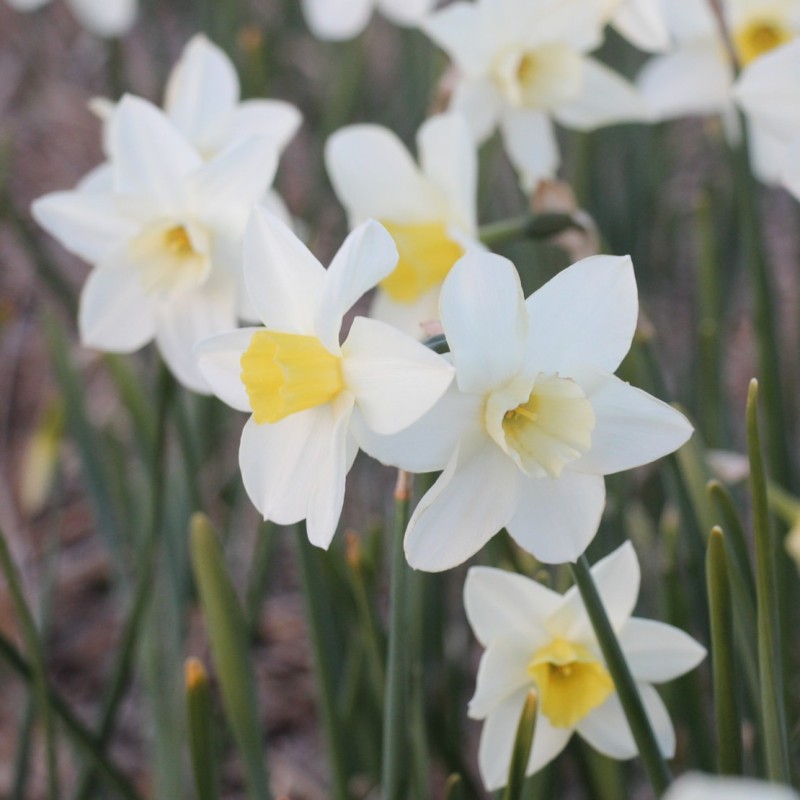 Narcissus 'Snow Bunting'