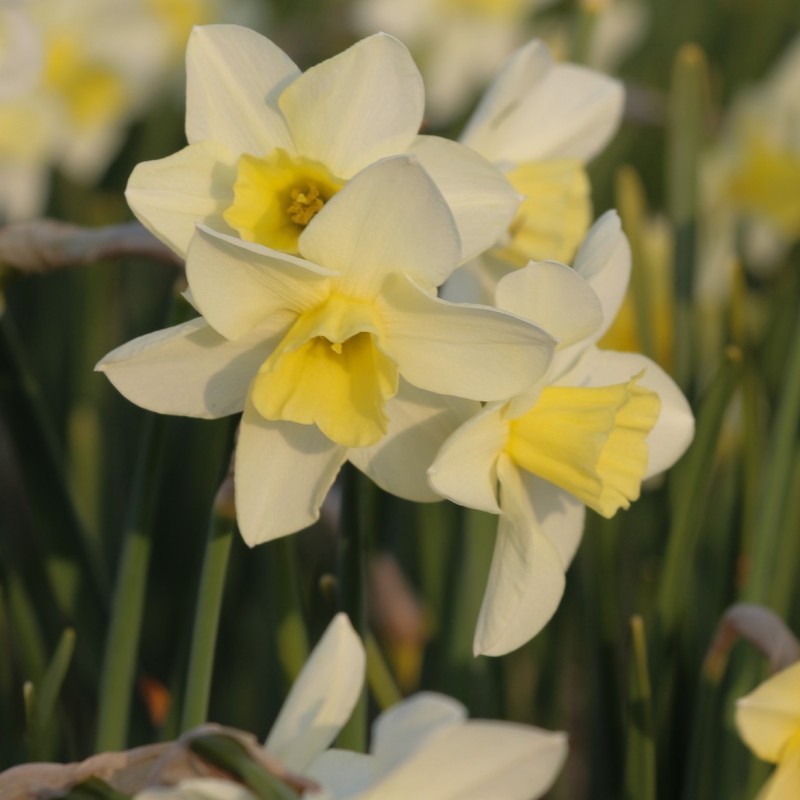 Narcissus 'Snow Bunting'